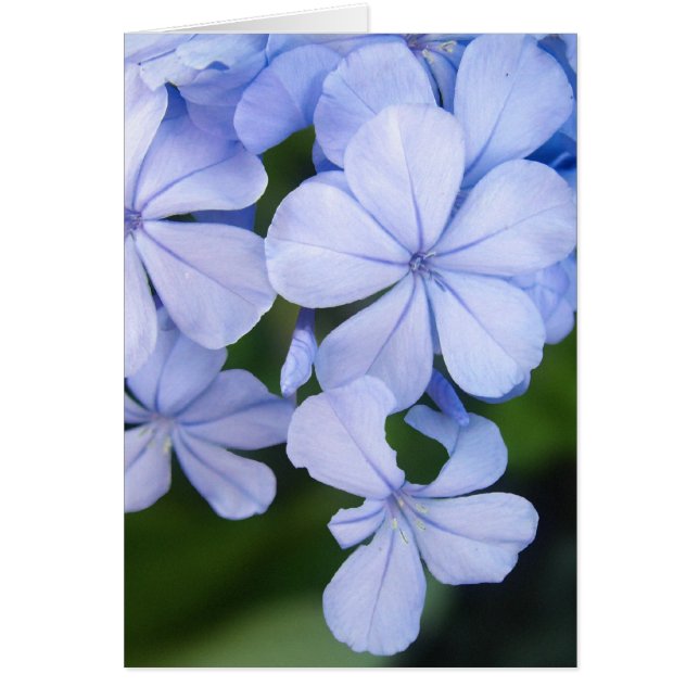Plumbago Hälsningskort (Framsidan)