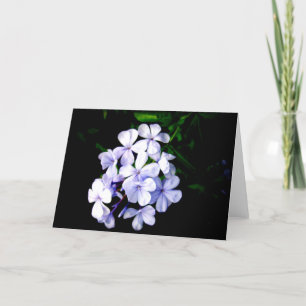plumbago helgkort
