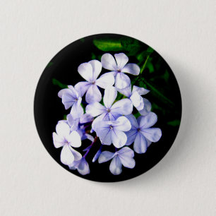 plumbago knapp