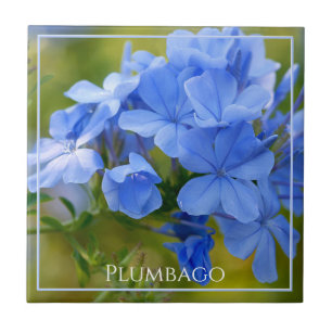 Plumbago - Naturfotografi av blå sommarblommor Kakelplatta