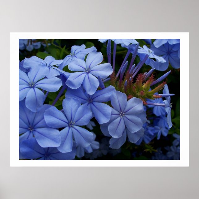 Plumbago Poster (Framsidan)