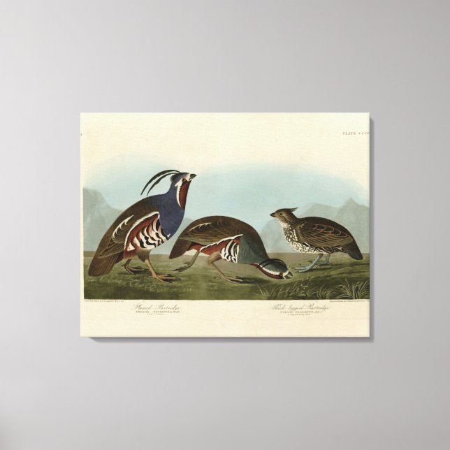Plumed och tjock-legerade fåglar - Audubon's Birds Canvastryck (Framsida)