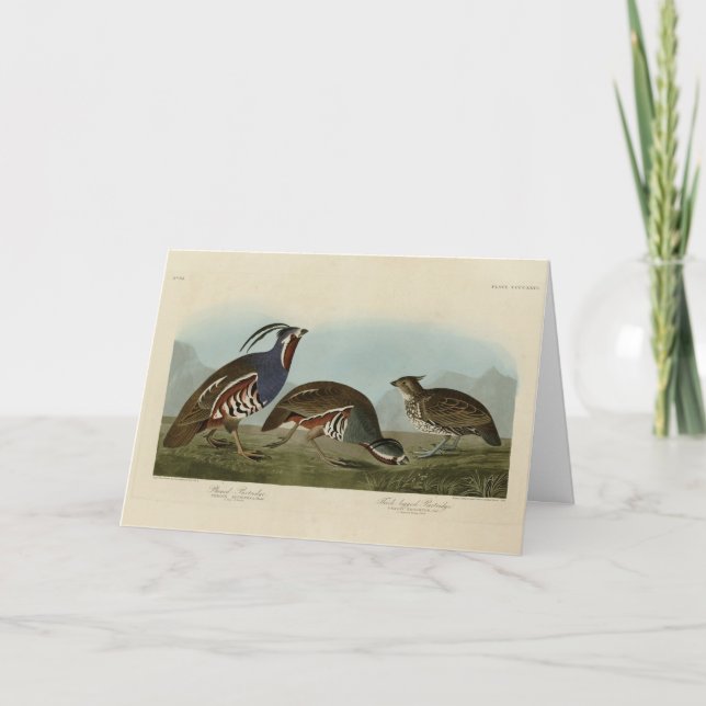 Plumed och tjock-legerade fåglar - Audubon's Birds Kort (Framsida)