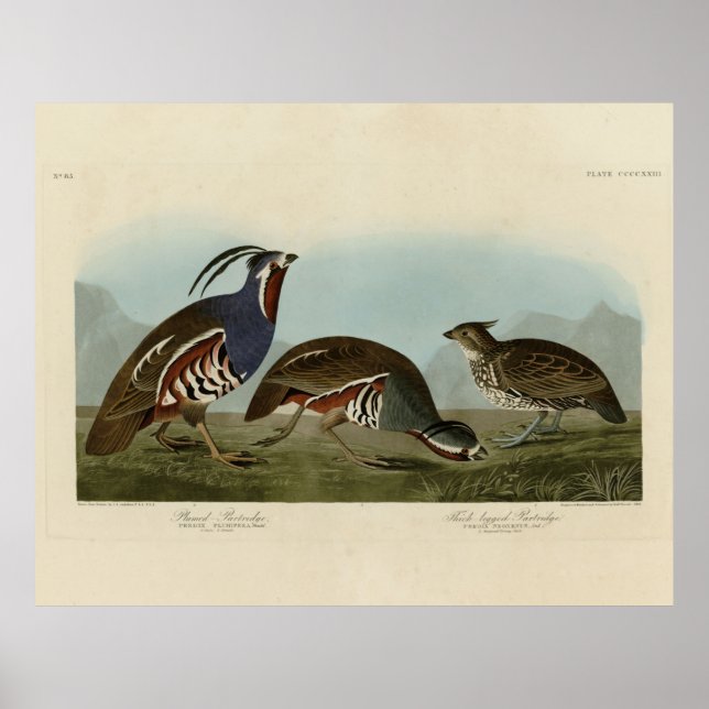 Plumed och tjock-legerade fåglar - Audubon's Birds Poster (Framsidan)
