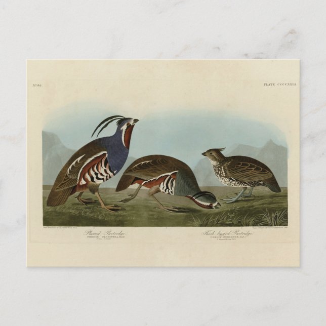 Plumed och tjock-legerade fåglar - Audubon's Birds Vykort (Framsida)