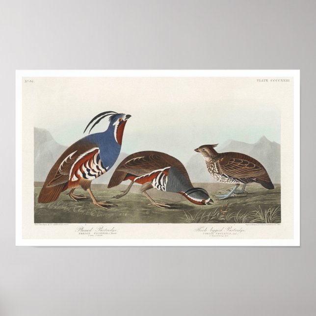 Plumed Partridge och Thick-Legged Partridge Poster (Framsidan)