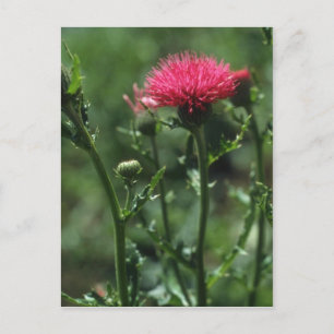 Plumed Thistle-blommor (Cirsium Japonicom) Vykort