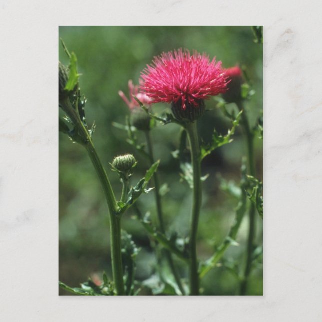Plumed Thistle-blommor (Cirsium Japonicom) Vykort (Framsida)