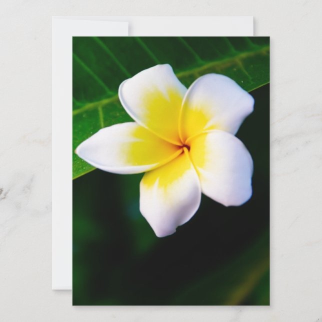 Plumeria (Framsida)