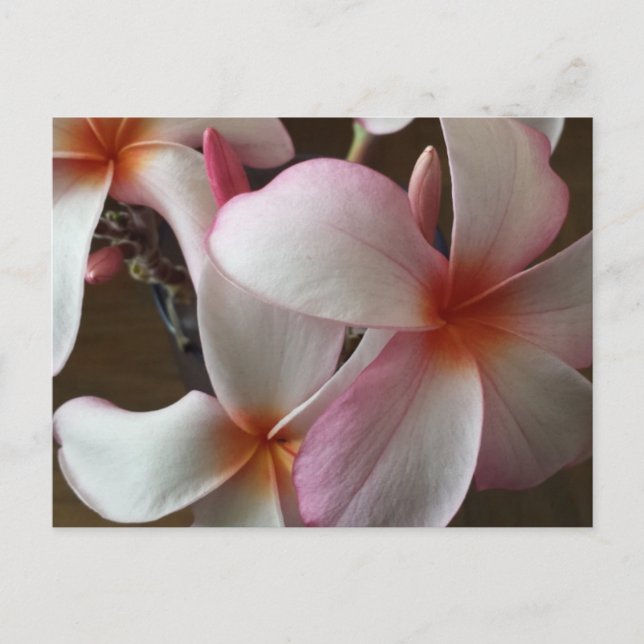 Plumeria 3 - utbildad brainfart vykort (Framsida)