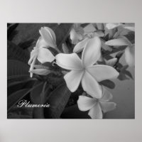 plumeria - Anpassad