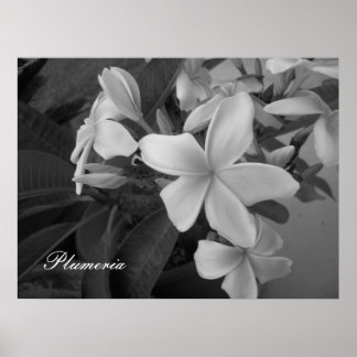 plumeria - Anpassad Poster