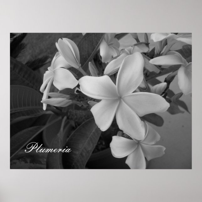 plumeria - Anpassad Poster (Framsidan)