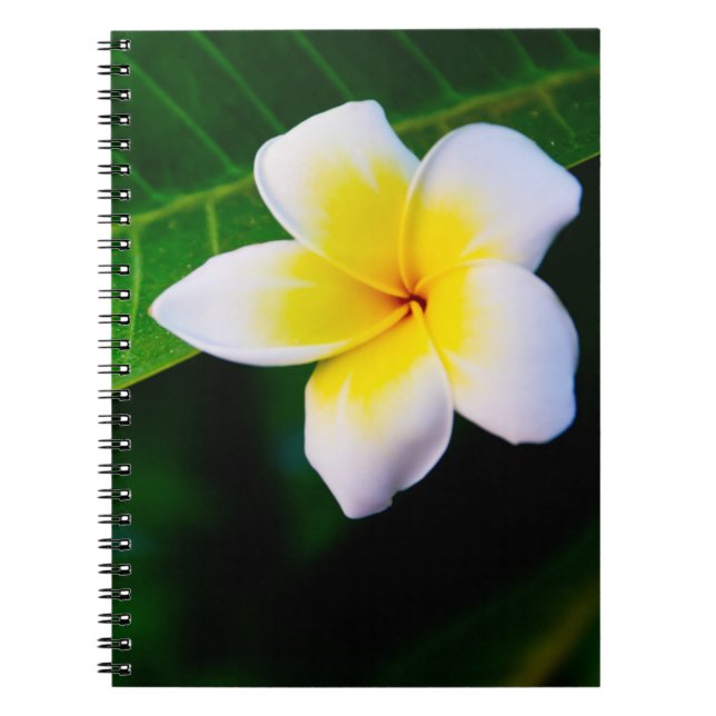plumeria anteckningsbok med spiral (Framsidan)