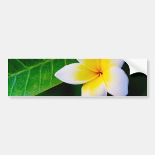 plumeria bildekal