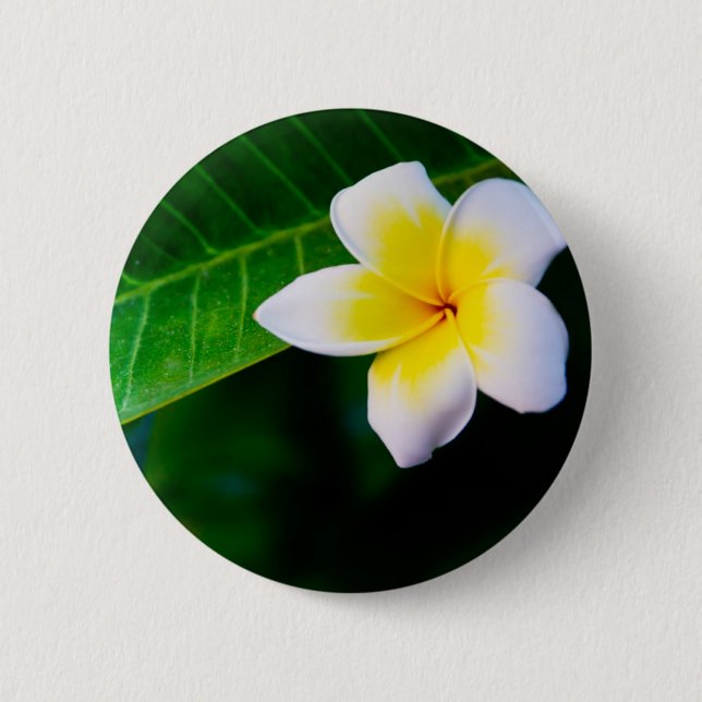 Plumeria Blomfotografering Knapp (Framsida)