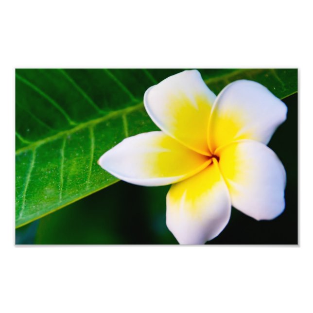Plumeria Blomma Fotografi (Framsidan)