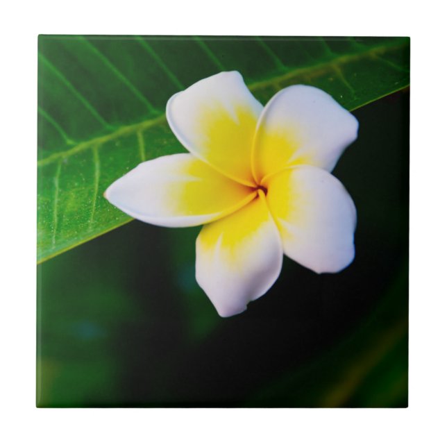 Plumeria Blomma Fotografi Kakelplatta (Framsidan)