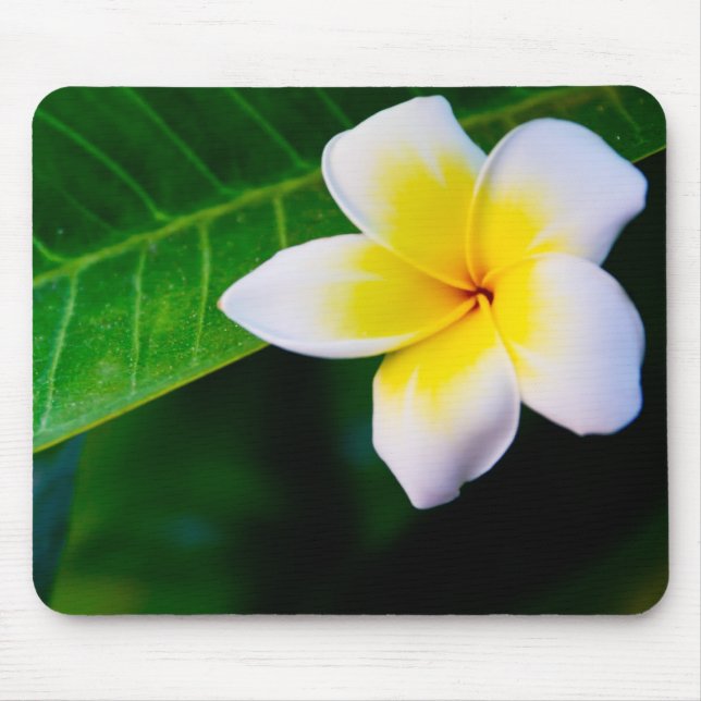Plumeria Blomma Fotografi Musmatta (Framsidan)