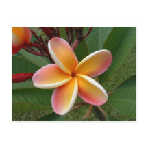 Plumeria-blomman-Oahu, Hawaii