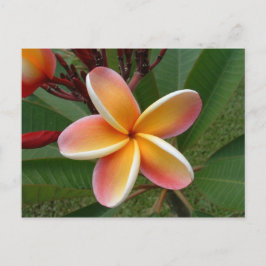 Plumeria-blomman-Oahu, Hawaii Vykort