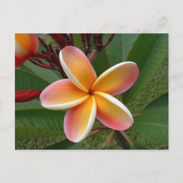 Plumeria-blomman-Oahu, Hawaii Vykort (Framsida)