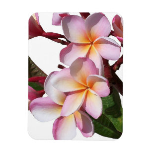 Plumeria blommar den högvärdiga magneten magnet