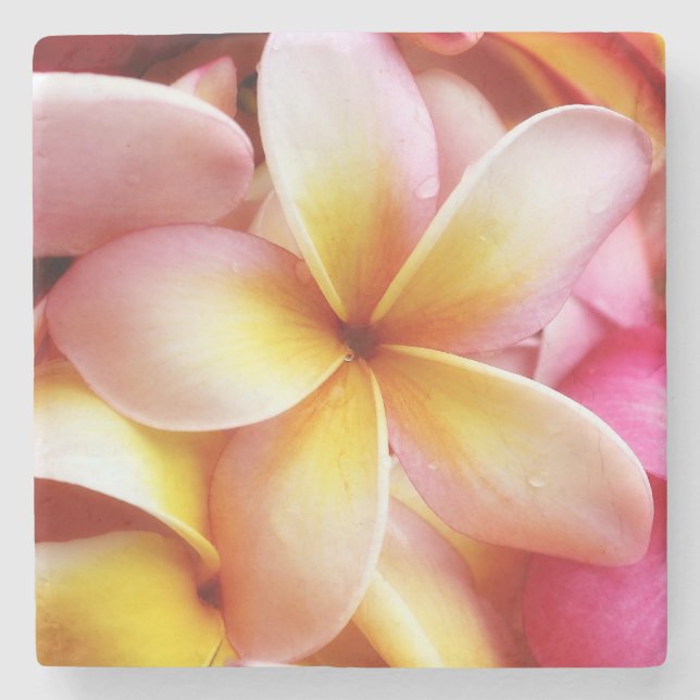 Plumeria blommar hawaiansk Frangipaniblommigt Underlägg Sten (Framsidan)