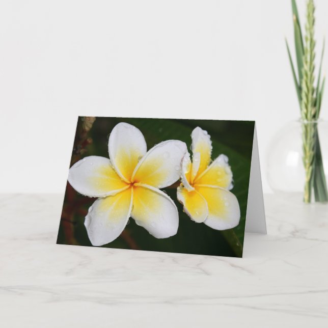 Plumeria-Blommar Kort (Framsida)
