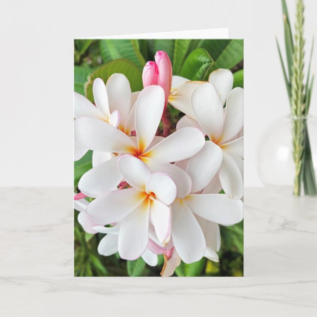 Plumeria-Blommar Kort (Framsida)