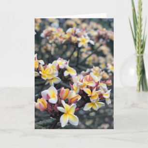 Plumeria-Blommar Kort
