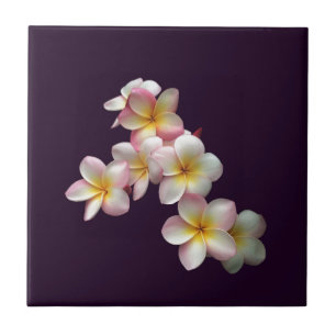 Plumeria blommar på mörkens lila kakelplatta