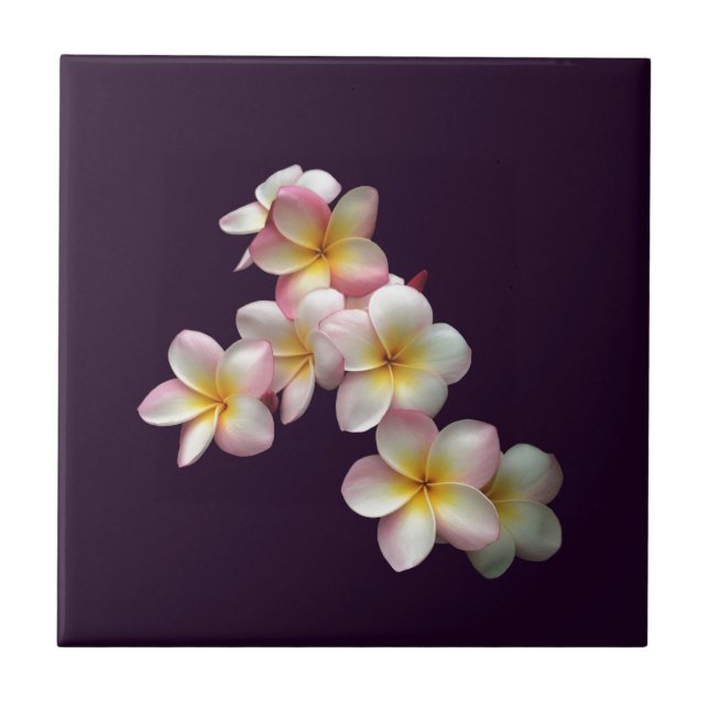 Plumeria blommar på mörkens lila kakelplatta (Framsidan)