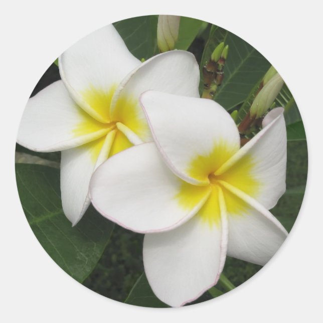Plumeria-Blommar Runt Klistermärke (Framsida)