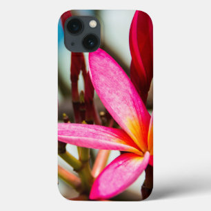 Plumeria-blommor, exotisk blomning