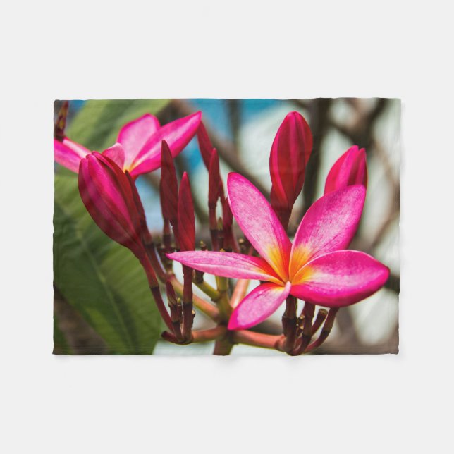 Plumeria-blommor, exotisk blomning fleecefilt (Framsidan (Horisontell))