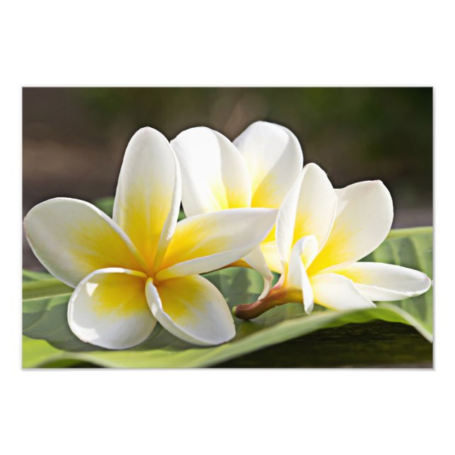 Plumeria Blommor Foto Tryck (Framsidan)