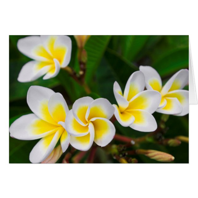 Plumeria-blommor, hawaii hälsningskort (Framsidan Horizontal)
