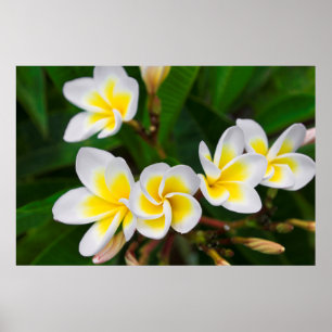 Plumeria-blommor, hawaii poster