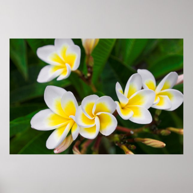 Plumeria-blommor, hawaii poster (Framsidan)