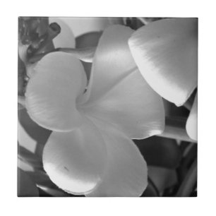 Plumeria Blommor i svartvitt Kakelplatta