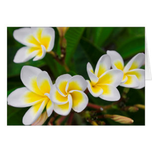 Plumeria blommor närbild, Hawaii Hälsningskort