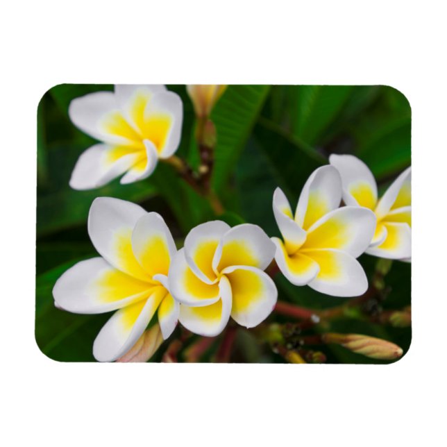 Plumeria blommor närbild, Hawaii Magnet (Horisontell)