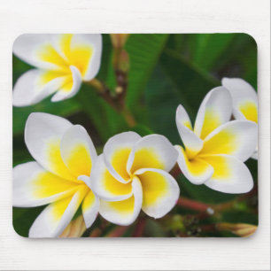 Plumeria blommor närbild, Hawaii Musmatta