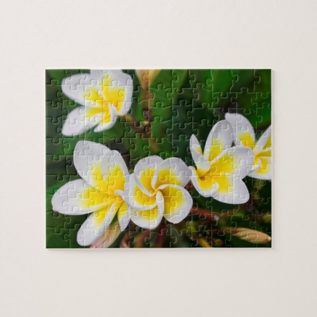 Plumeria blommor närbild, Hawaii Pussel (Horisontell)