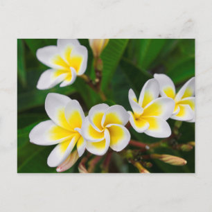 Plumeria blommor närbild, Hawaii Vykort