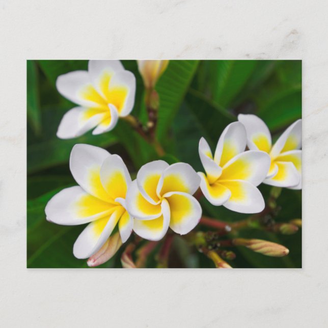 Plumeria blommor närbild, Hawaii Vykort (Framsida)
