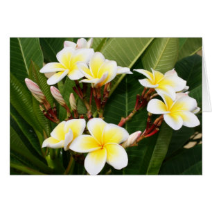 Plumeria Bouquet Hälsningskort