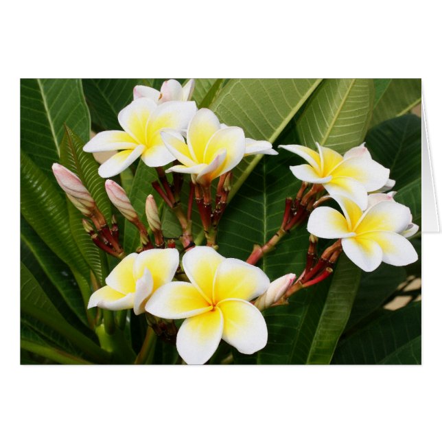 Plumeria Bouquet Hälsningskort (Framsidan Horizontal)