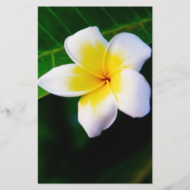 plumeria brevpapper (Framsida)